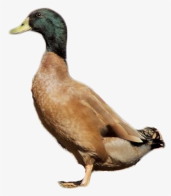 Duck Png Transparent Background - Duck Png, Png Download, Free Download
