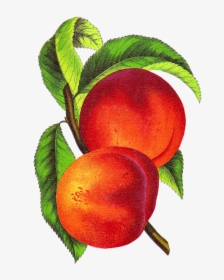 Antique Images Free Fruit Clip Art Vintage Peach Illustration - Vintage Peach Illustration, HD Png Download, Free Download