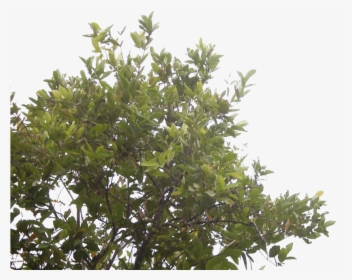 The Rose Apple Tree By Blur Stock , Png Download, Transparent Png, Free Download