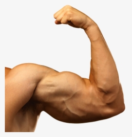 Muscle Arm Png Background Images - Transparent Muscle Arms Png, Png Download, Free Download