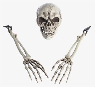 Skeleton Arm Png , Png Download - Full Hd Skeleton Png, Transparent Png, Free Download