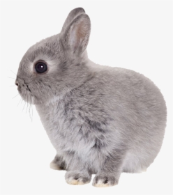 Easter Rabbit Transparent Png Png Download - Rabbit Transparent Png, Png Download, Free Download