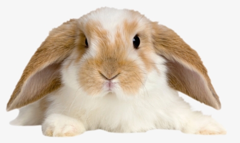 Cute Rabbit Png - Cute Rabbit Transparent Background, Png Download, Free Download