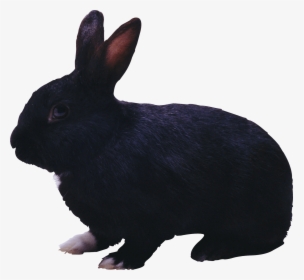 Black Rabbit Png, Transparent Png, Free Download