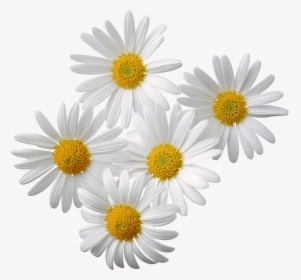 Flowers Daisy White Yellow - Chamomile Png, Transparent Png, Free Download