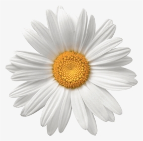 Daisy Flower Png, Transparent Png, Free Download