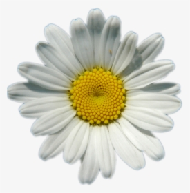 Daisy Flower Png - Transparent Background Daisy Png, Png Download, Free Download