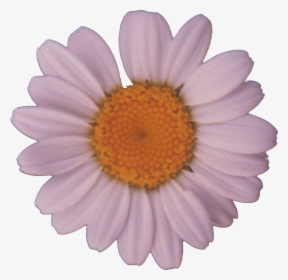 File - Daisy - Daisypng, Transparent Png, Free Download
