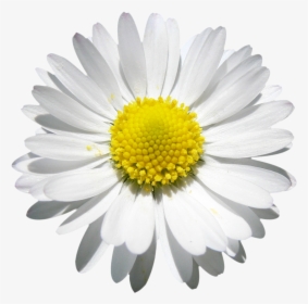 Daisy Png, Transparent Png, Free Download