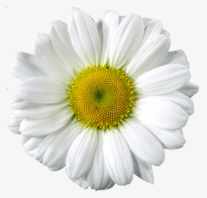 Free Clip Art Elements Png Library Download - White Gerber Daisy Clip Art, Transparent Png, Free Download
