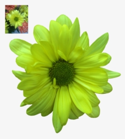 Daisy Transparent Png - Gerber Daisies Transparent Background, Png Download, Free Download