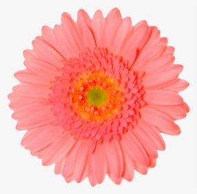 Transparent Daisy Png - Gear With 40 Teeth, Png Download, Free Download