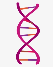 Dna Png, Transparent Png, Free Download