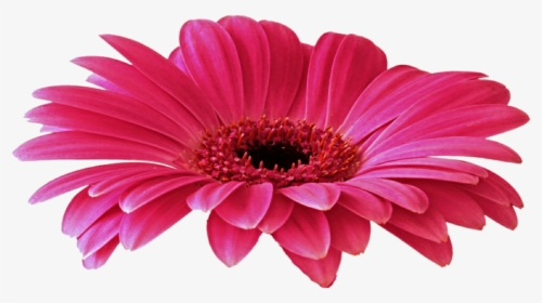 Daisy Purple Png Picture - Yerbera Png, Transparent Png, Free Download