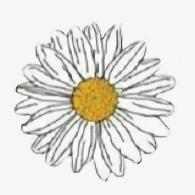 #flower #yellow #white #daisy #aesthetic #freetoedit - Daisy Stickers, HD Png Download, Free Download