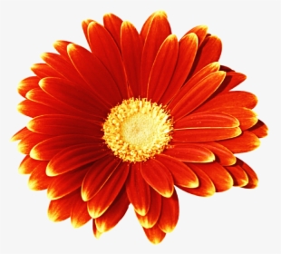 Gerbera Daisy Clipart - Gerbera Daisy Clip Art, HD Png Download, Free Download