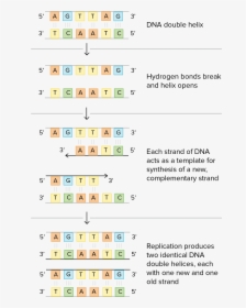 Schematic Of Watson And Crick"s Basic Model Of Dna - Dna Base Pairing Worksheet, HD Png Download, Free Download
