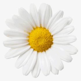Flower Daisy Sticker By Lime Crime - White Daisy With Transparent Background, HD Png Download, Free Download