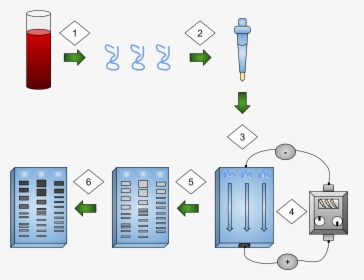 Gel Electrophoresis Process, HD Png Download, Free Download
