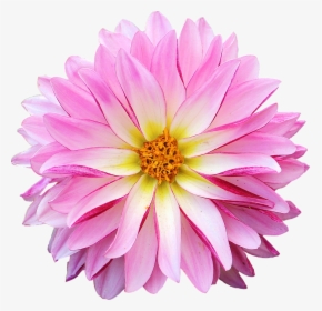Dahlia Flowers Png, Transparent Png, Free Download