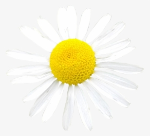 White Daisy Photo Png - Oxeye Daisy, Transparent Png, Free Download
