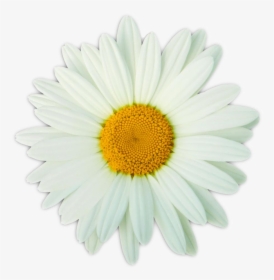 Daisy Foundation - Daisy Award, HD Png Download, Free Download