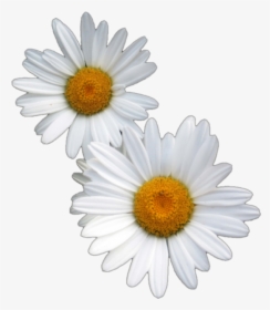 #dainty #flowers #floral #aesthetic #daisy #summer - Transparent Aesthetic Daisy, HD Png Download, Free Download