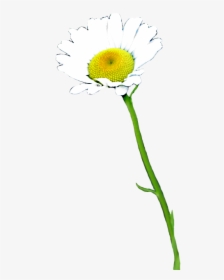 Daisies Clip Art - Daisy Flower With Stem Png, Transparent Png, Free Download