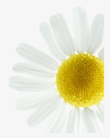 Enhance Blond Highlights - Oxeye Daisy, HD Png Download, Free Download