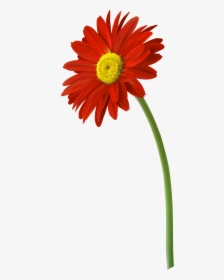 Red Gerbera Flower Png Clip Art Imageu200b Gallery - Gerbera Flower Png, Transparent Png, Free Download
