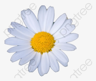 Transparent Small Flower Clipart - Oxeye Daisy, HD Png Download, Free Download