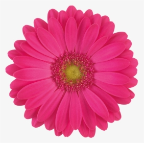 Pink Gerbera Daisy Flower, HD Png Download, Free Download