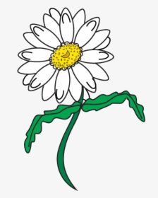 Petal Drawing Daisy - Drawing Daisy Flower, HD Png Download, Free Download