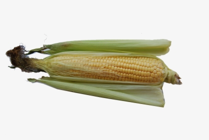 Corn Png Image File - Corn On The Cob, Transparent Png, Free Download