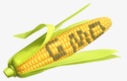 Corn The Says Gmo, HD Png Download, Free Download