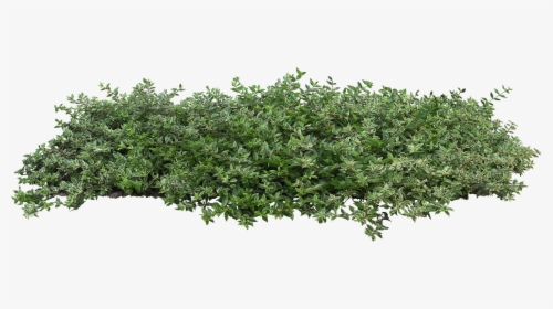 Bushes Plant Populus Nigra Tree Architecture Shrub - Transparent Background Bushes Png, Png Download, Free Download