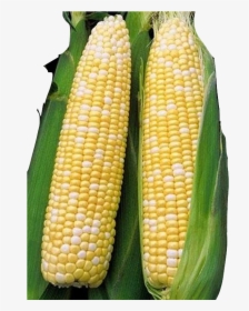 Transparent Corn, HD Png Download, Free Download