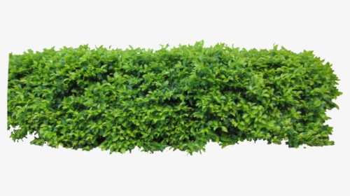 Hedge - Bushes For Photoshop, HD Png Download, Free Download