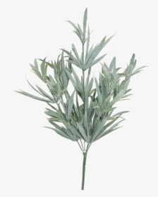 Transparent Rosemary Png - Rosemary Bush Png, Png Download, Free Download
