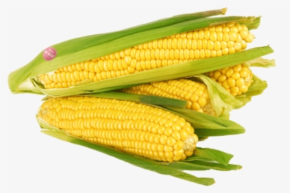 Corn Png Free Image Download - Corn Kernels, Transparent Png, Free Download