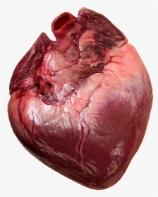 1 Corazon - Does Human Heart Look Like, HD Png Download, Free Download