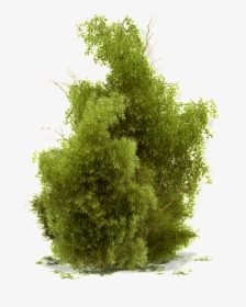 This Product Design Is Growing Tree Transparent About - Bushes Png, Png Download, Free Download