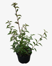 Plants Ovalifolium Garden Periwinkle Ligustrum Shrub - Ligustrum Ovalifolium Png, Transparent Png, Free Download