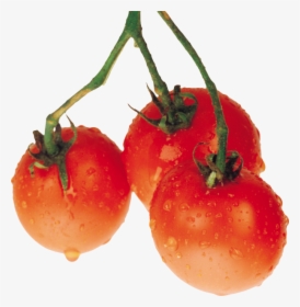 Tomato Png Free Download - Tomato, Transparent Png, Free Download
