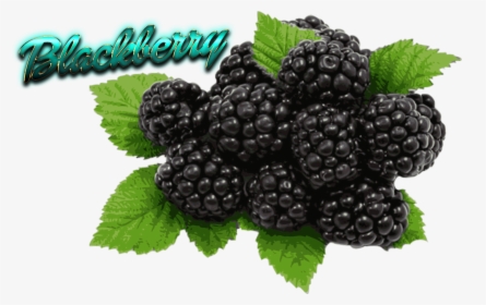 Blackberry Fruit , Png Download, Transparent Png, Free Download
