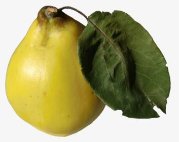 File - Quitte - Quince, HD Png Download, Free Download