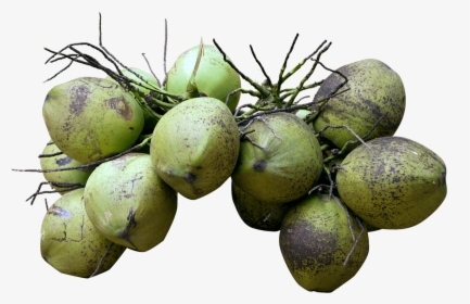 Coconuts Vector Green Coconut - Fruit, HD Png Download, Free Download