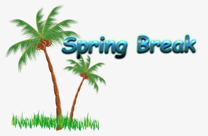 Transparent Spring Break Clipart - Coconut Tree Clip Art Png, Png Download, Free Download