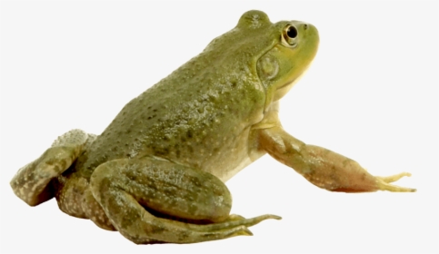 Frog Png Free Image Download - Лягушка Png, Transparent Png, Free Download