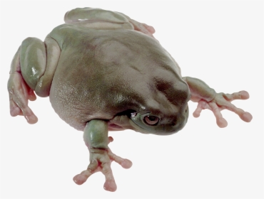 Download For Free Frog High Quality Png - Frog, Transparent Png, Free Download